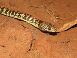 Image of Panama Spotted Night Snake