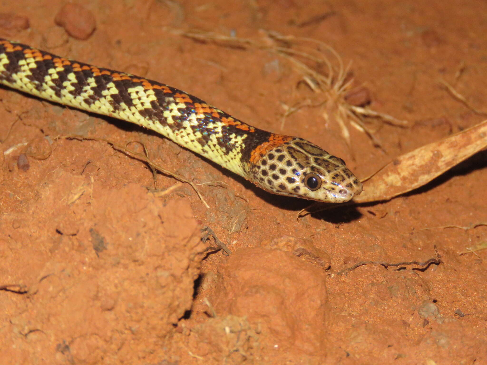 Image of Panama Spotted Night Snake