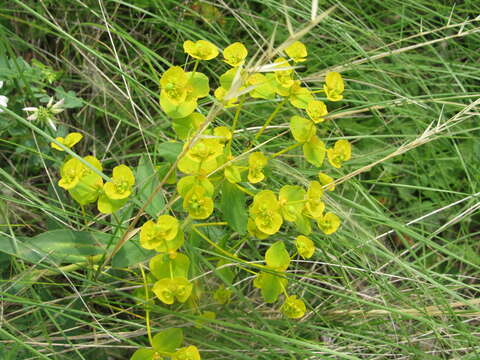 Image of Euphorbia stepposa Zoz ex Prokh.