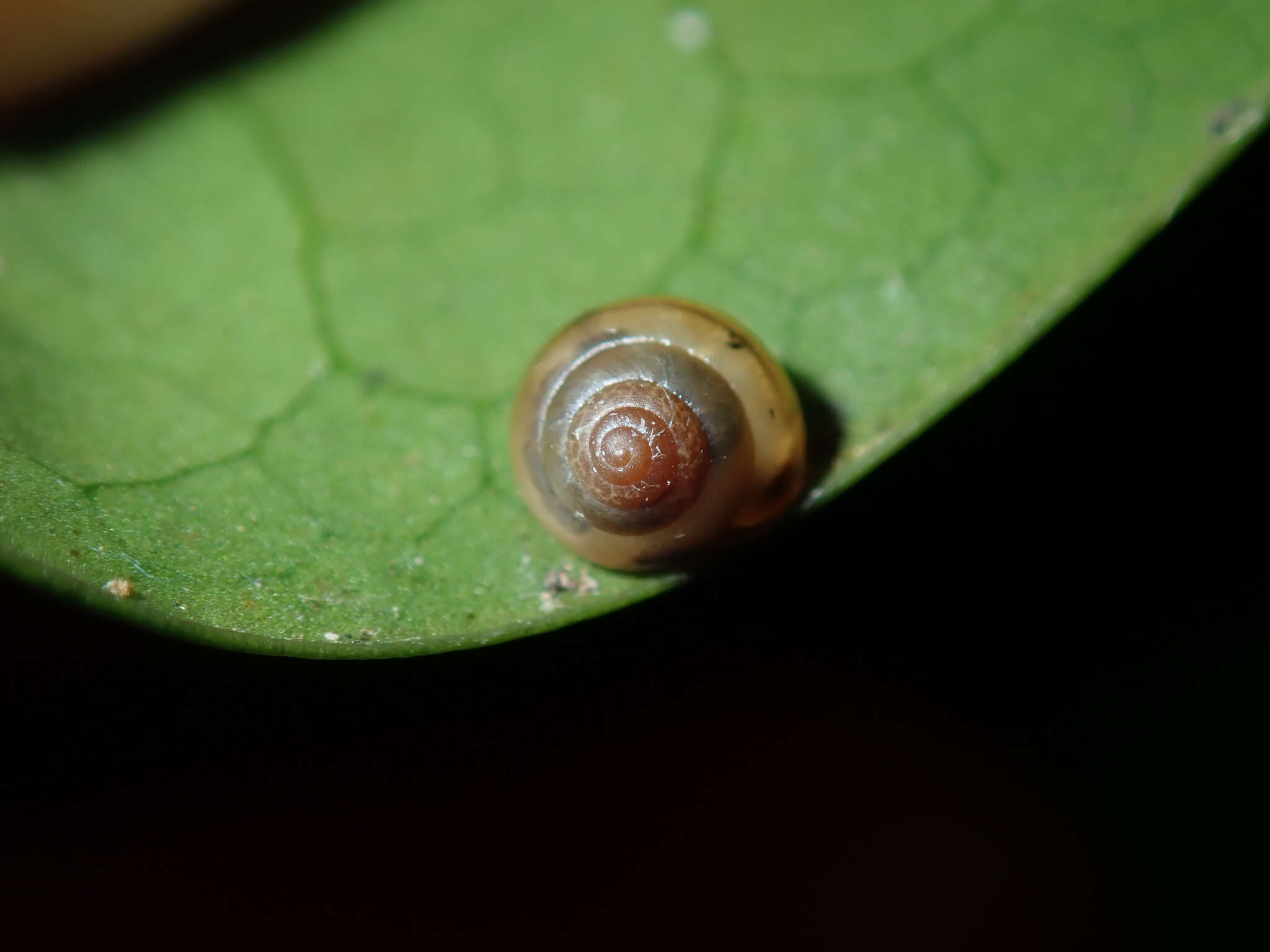 صورة Coneuplecta calculosa (Gould 1852)