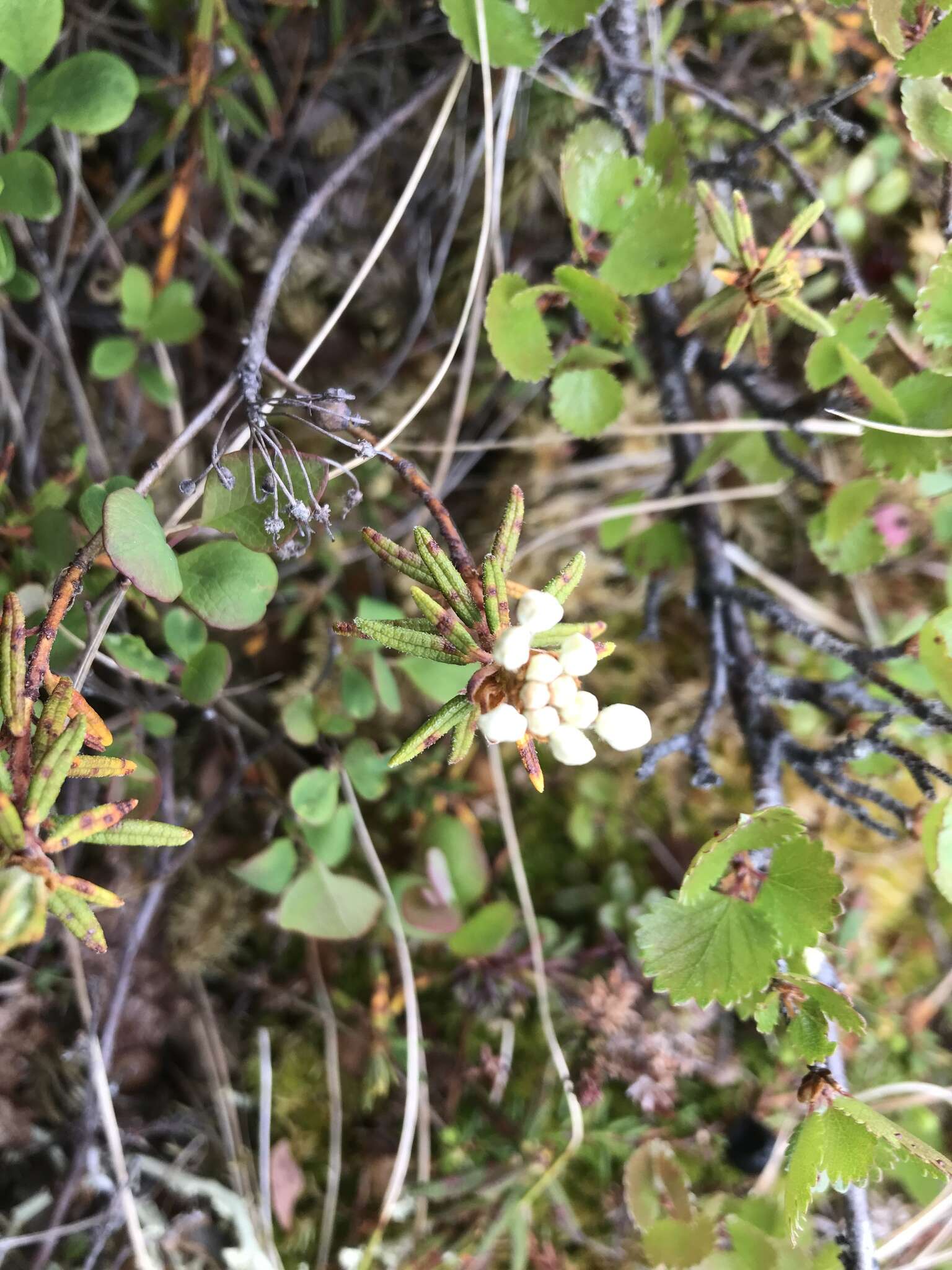 Imagem de Rhododendron tomentosum subsp. decumbens (Aiton) Elven & D. F. Murray