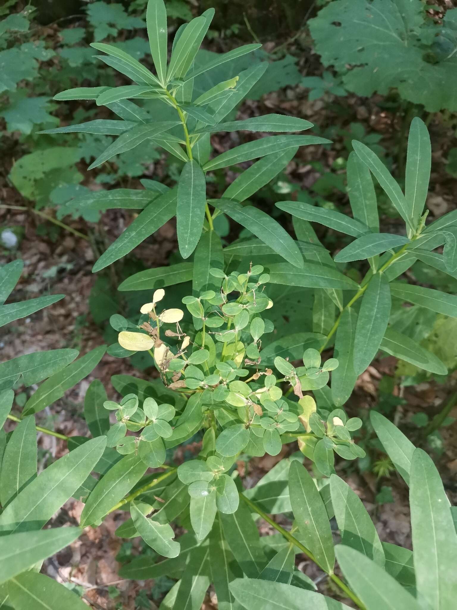 Image of Hairy Spurge