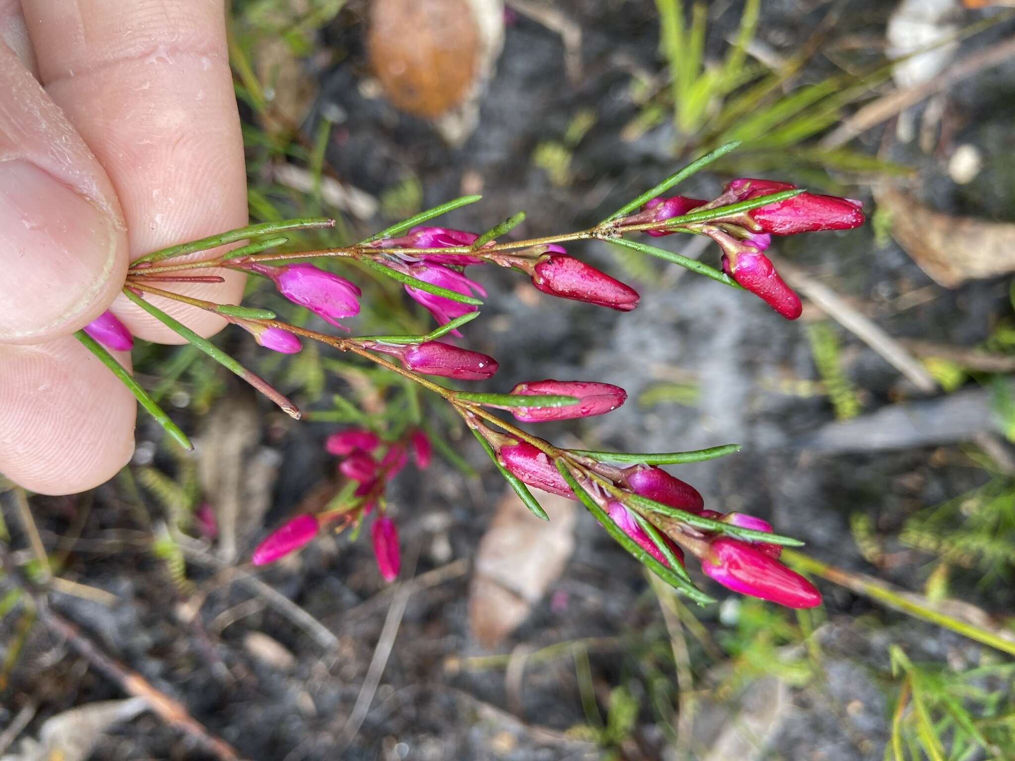 Image de Boronia nematophylla F. Müll.