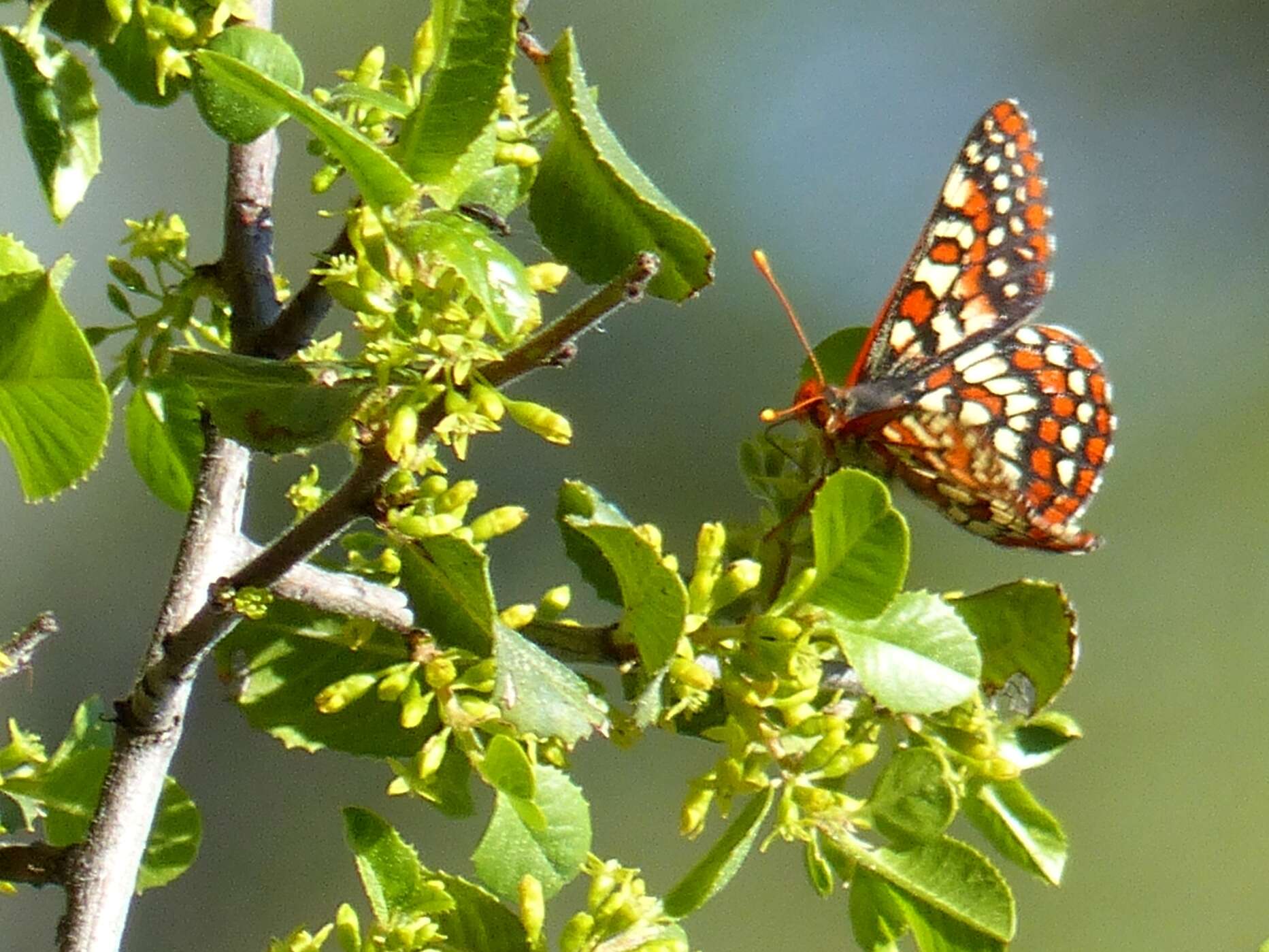 Imagem de Euphydryas editha rubicunda (Hy. Edwards 1881)