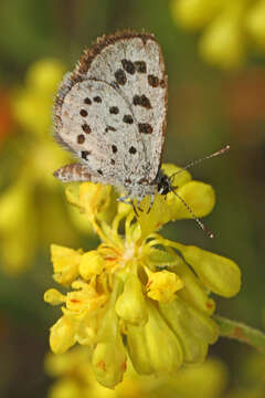 Image of <i>Philotiella leona</i>