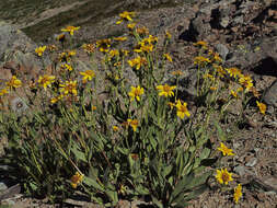 Image of hairy arnica