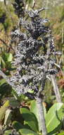 Image of Laurophyllus capensis Thunb.