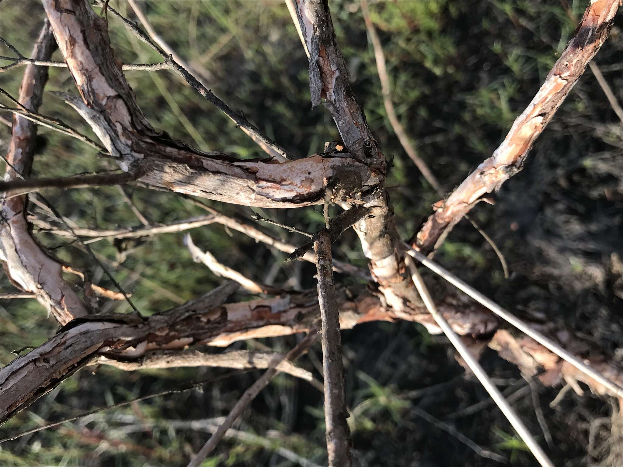 Image de Hypericum fasciculatum Lam.