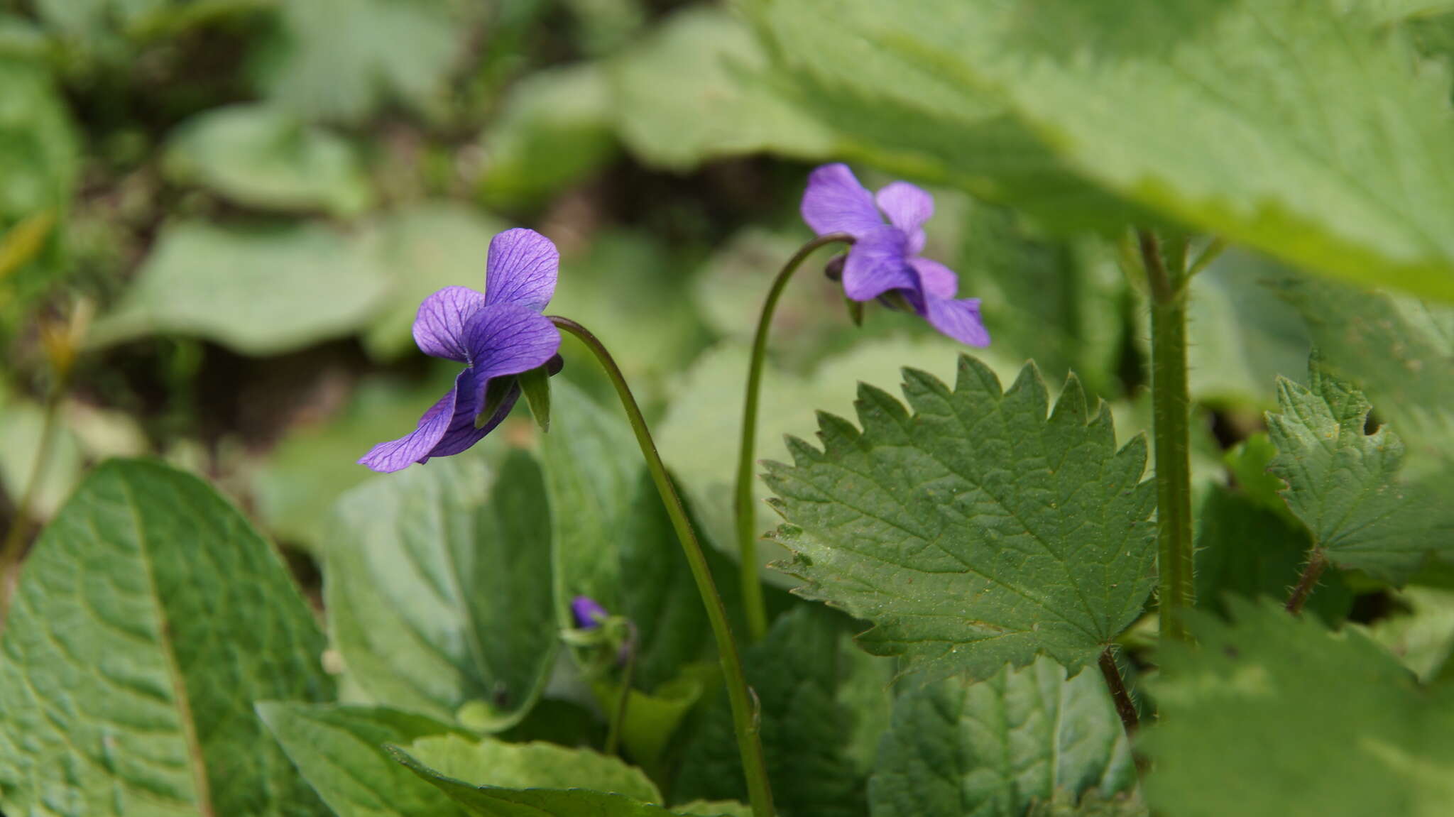 Слика од Viola langsdorfii subsp. sachalinensis W. Becker