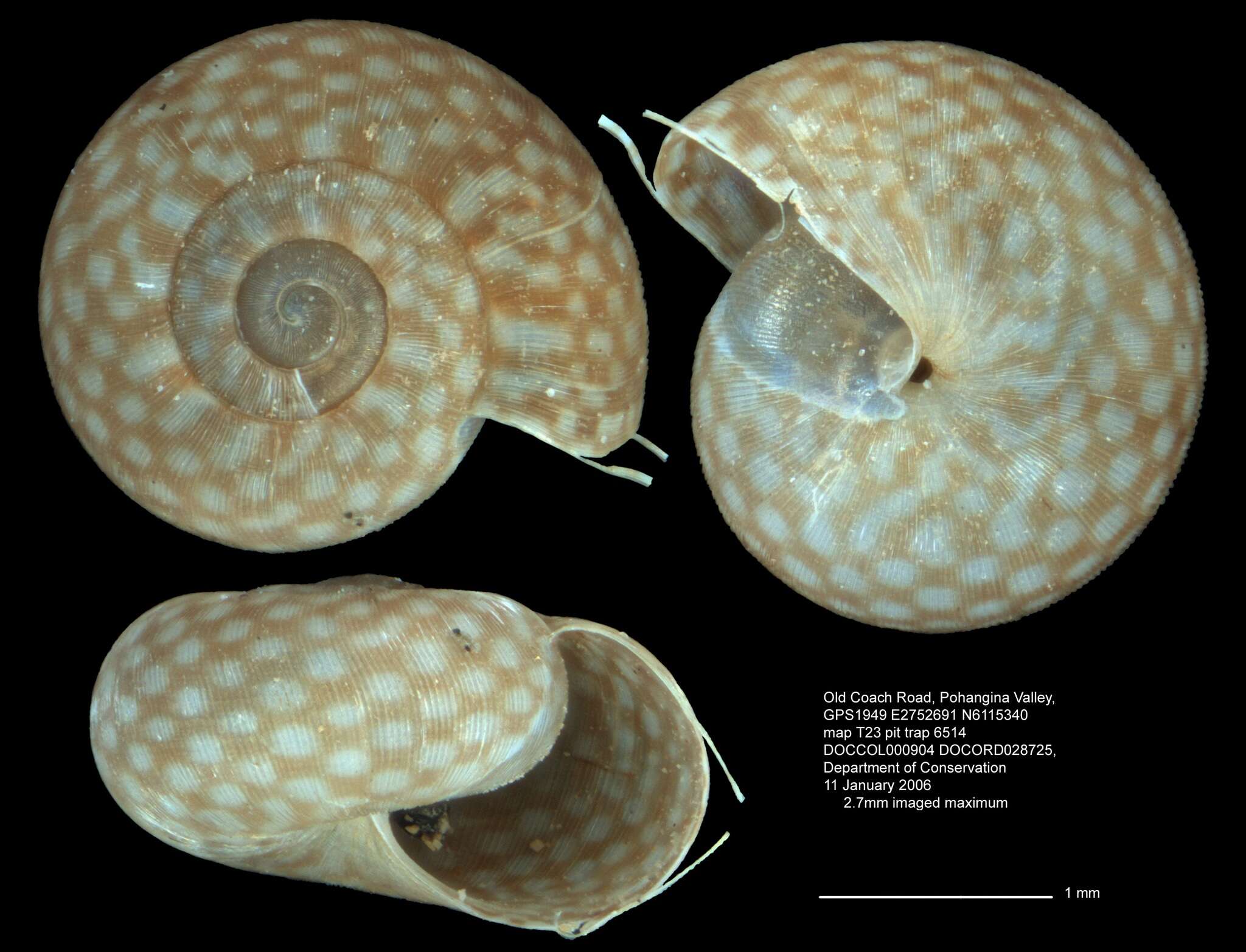 Image of Pseudallodiscus ponderi Climo 1971