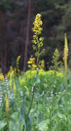 Image of Ligularia heterophylla Rupr.