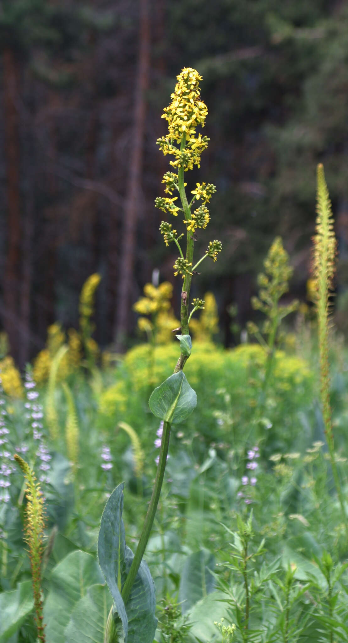 Image of Ligularia heterophylla Rupr.