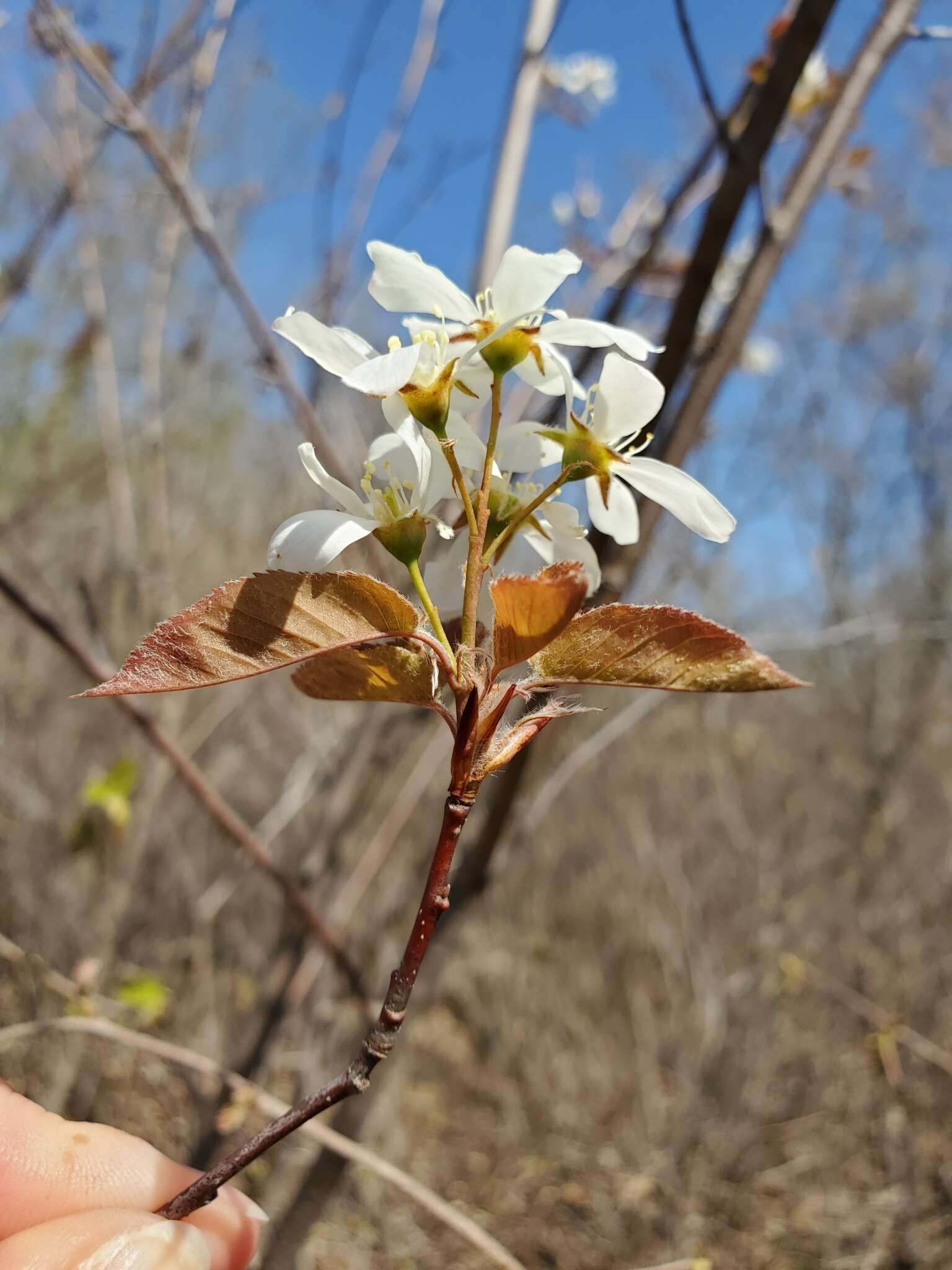 Image of Pacific serviceberry