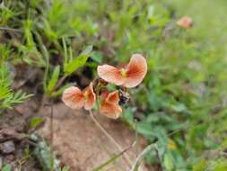 صورة Macroptilium gibbosifolium (Ortega) A. Delgado