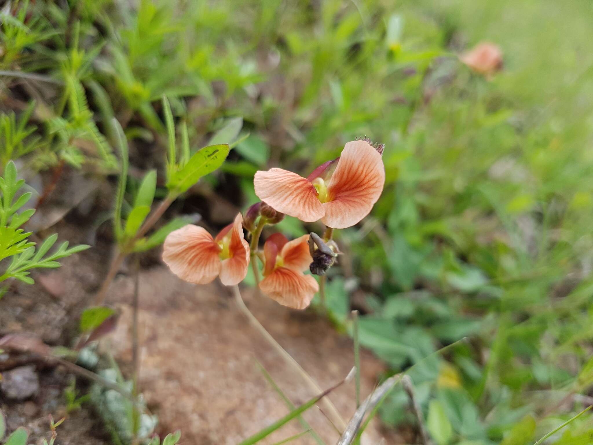 صورة Macroptilium gibbosifolium (Ortega) A. Delgado