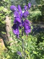 Слика од Aconitum napellus L.