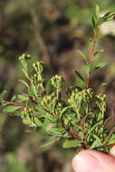 صورة Spiraea crenata L.