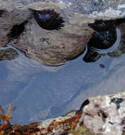 Image of Bar-cheeked eel