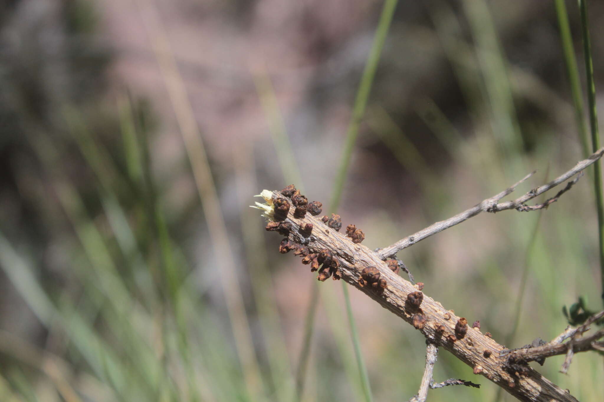 Image of Thurber's stemsucker