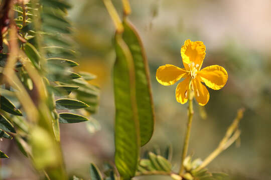 Senna versicolor (Vogel) H. S. Irwin & Barneby resmi