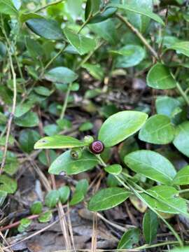 Image of creeping blueberry