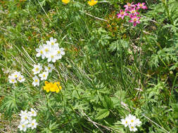 Anemonastrum narcissiflorum subsp. fasciculatum (L.) Raus的圖片