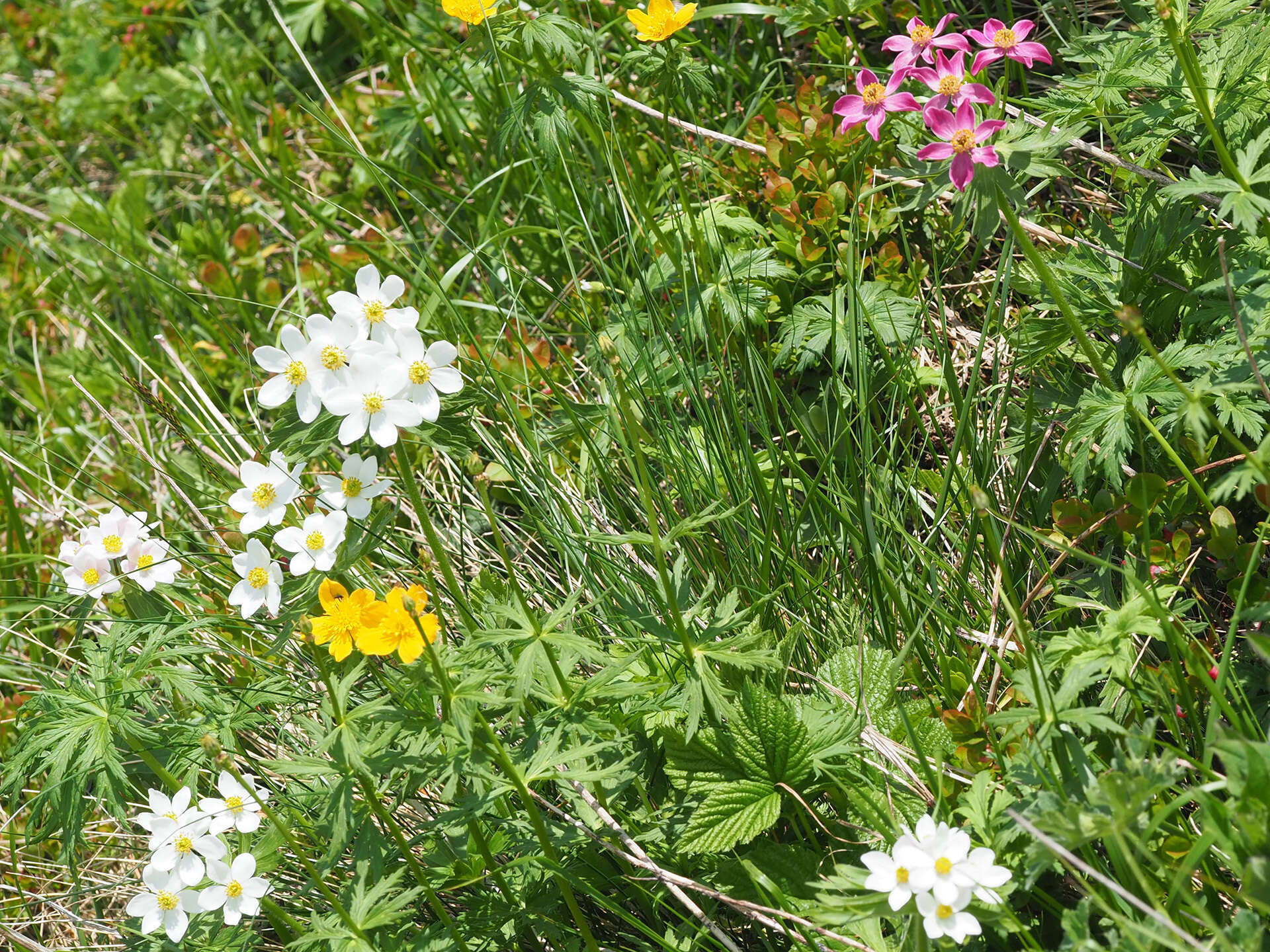 صورة Anemonastrum narcissiflorum subsp. fasciculatum (L.) Raus