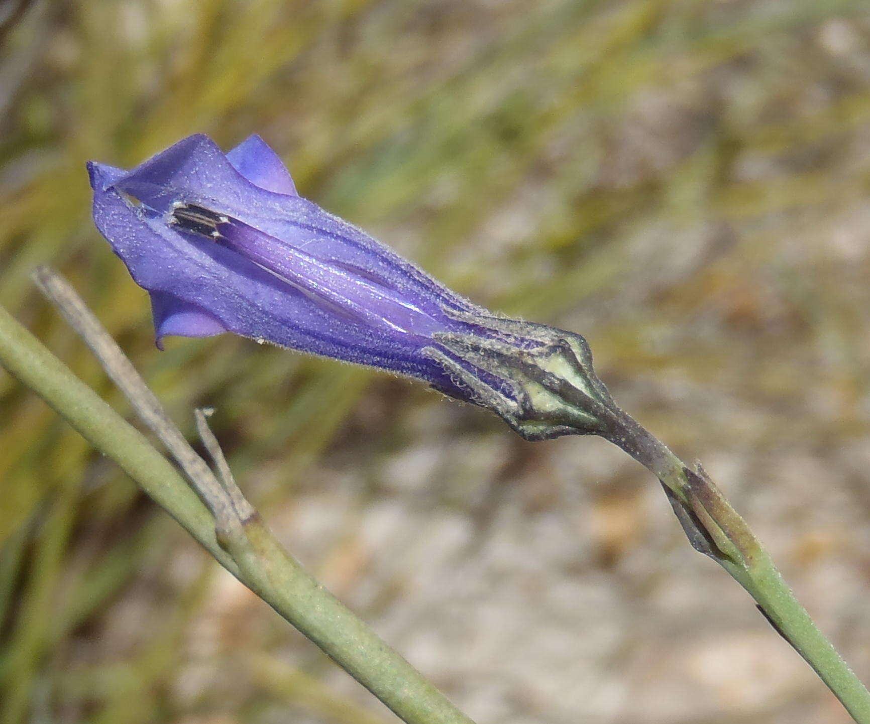 Image of Lobelia linearis Thunb.