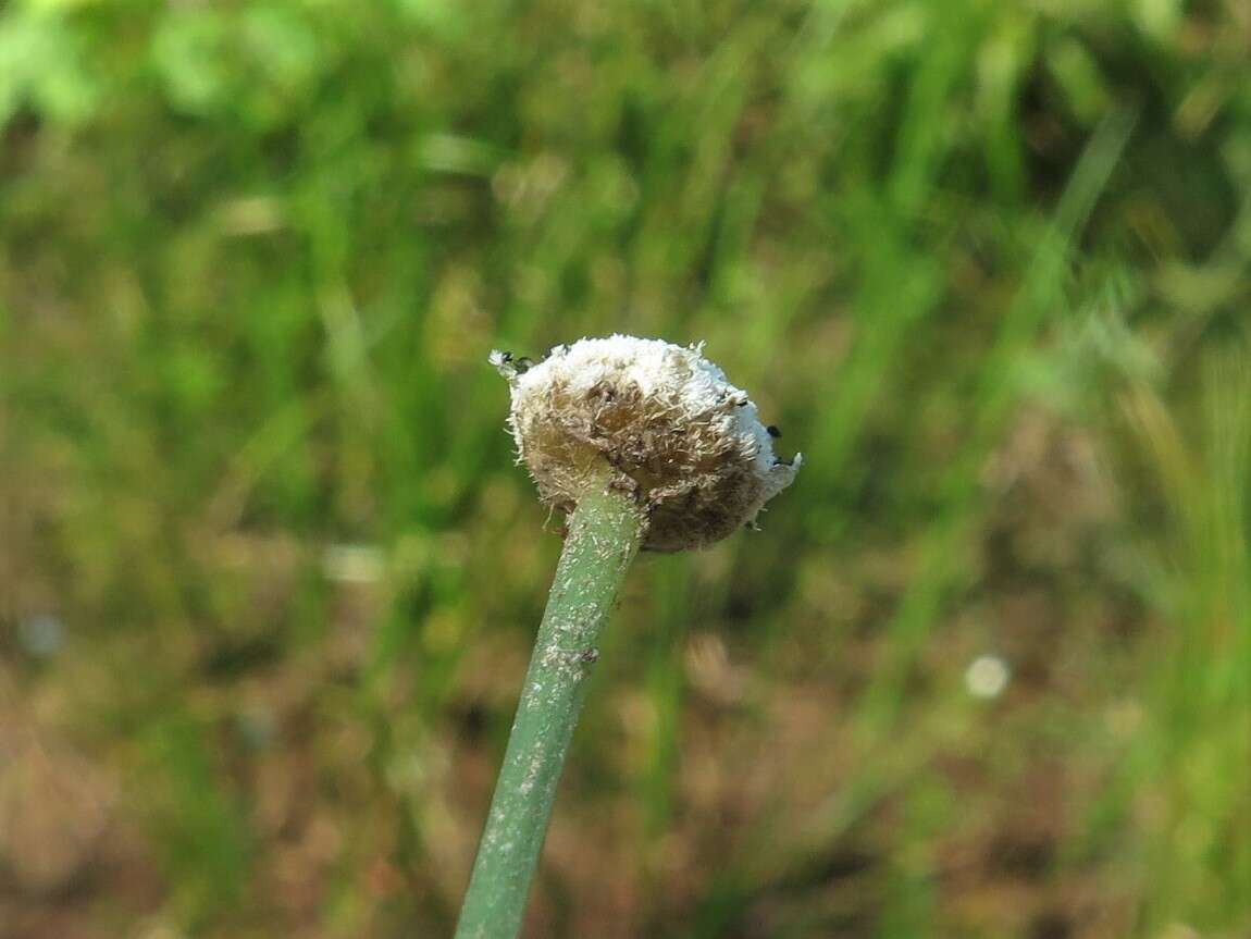 Image of Texas Pipewort