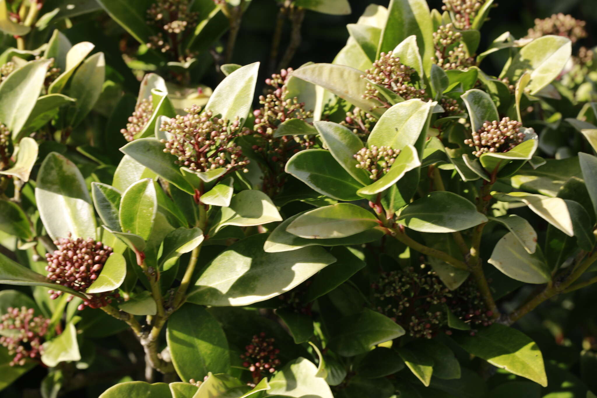 Image of Skimmia