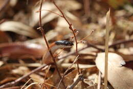 Image of Black-headed Snake