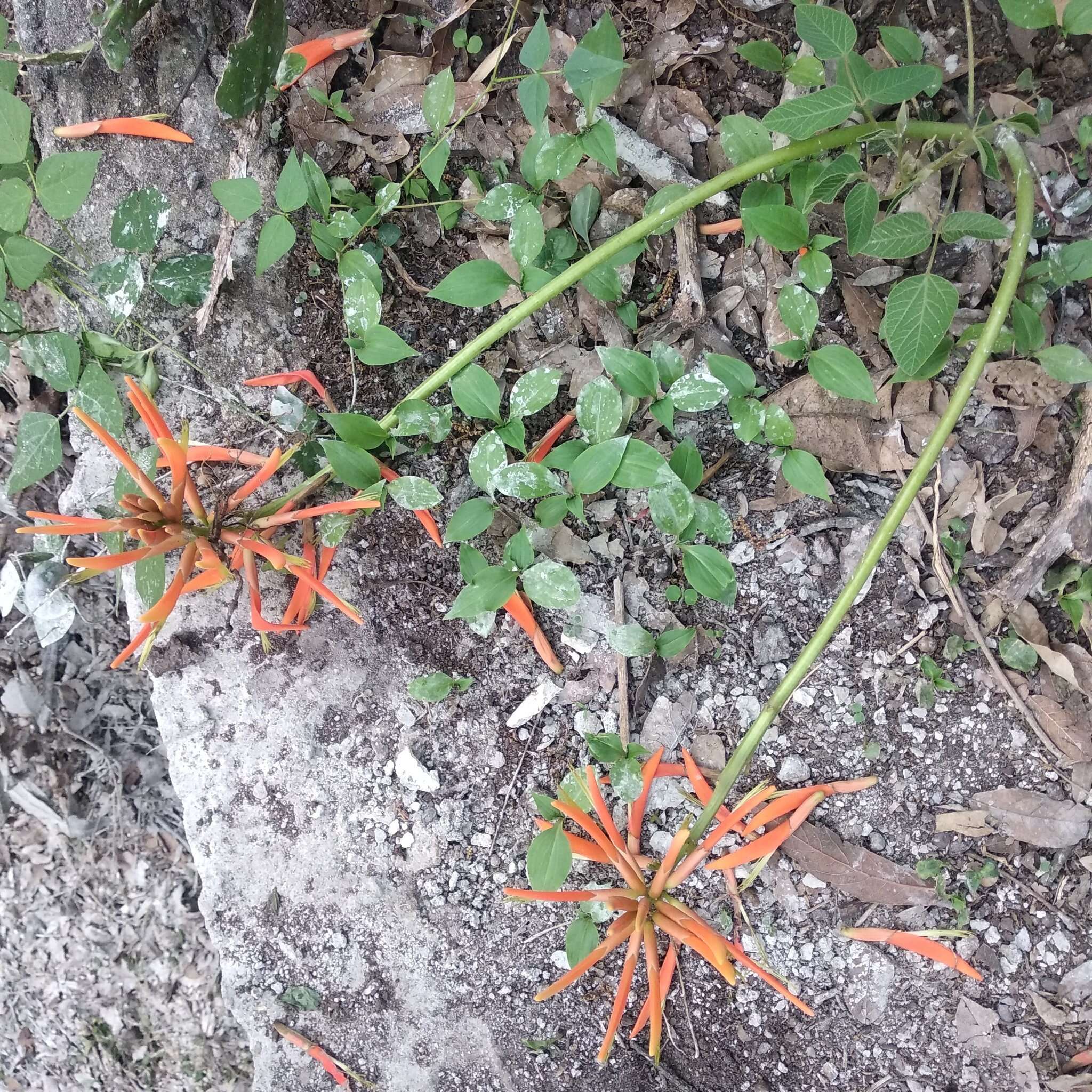 صورة Erythrina leptorhiza DC.