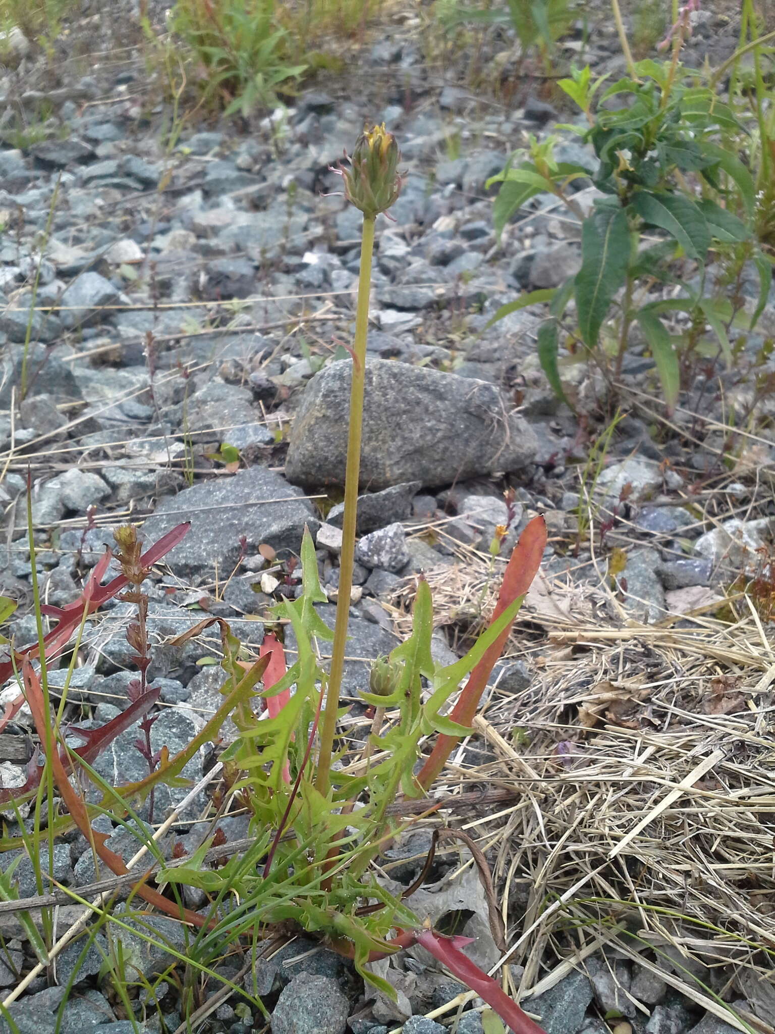 Image of Showy dandelion