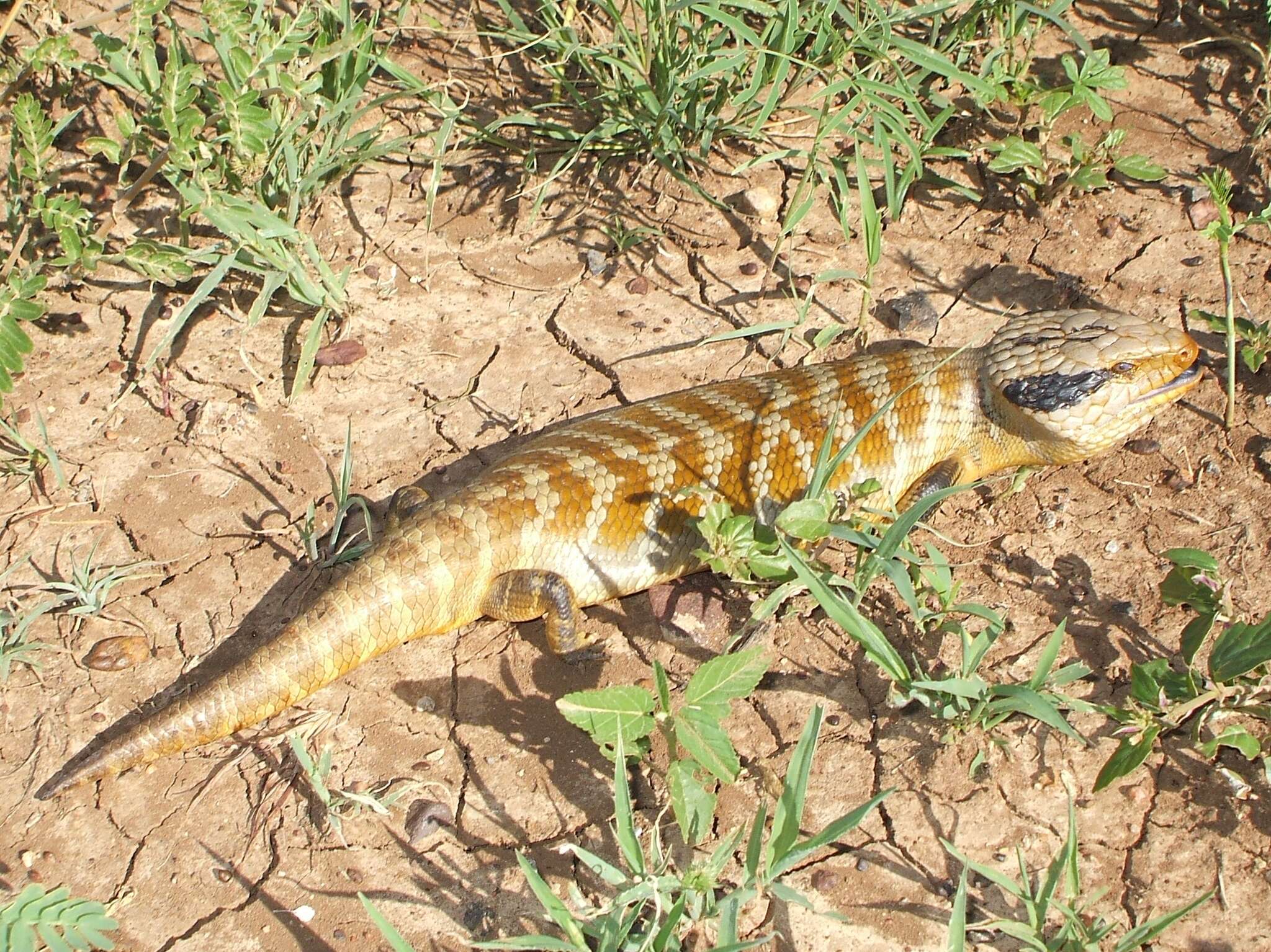 Image of Centralian Blue-Tongued Lizard