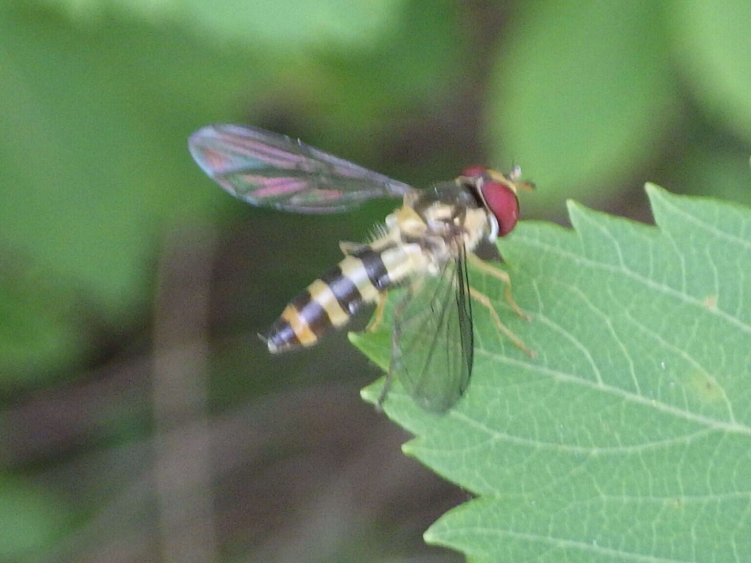 Image of Banded Meliscaeva