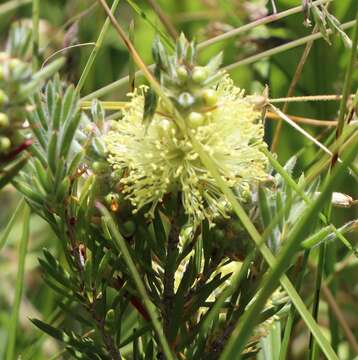 صورة Callistemon pityoides Miq.