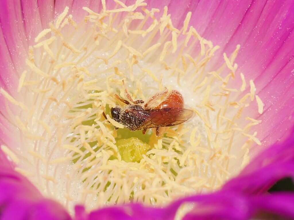 Image of Lasioglossum exoneuroides (Rayment 1953)