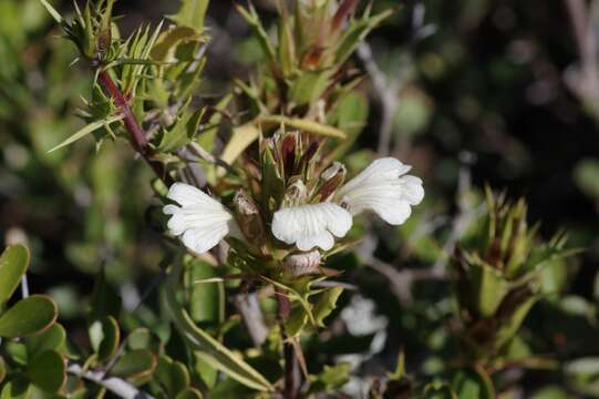 Слика од Blepharis capensis (L. fil.) Pers.