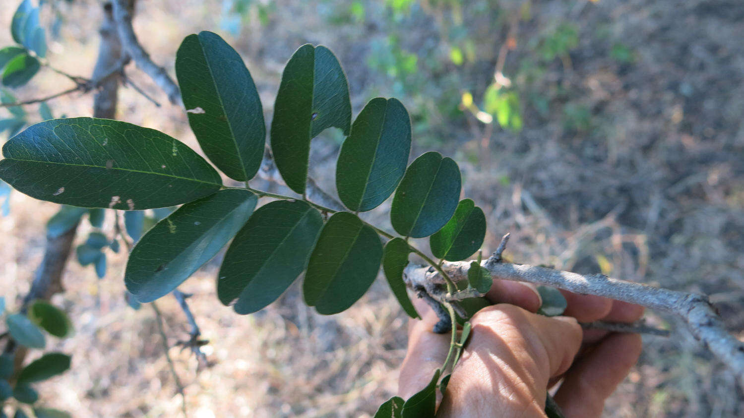 Sivun Xanthocercis kuva