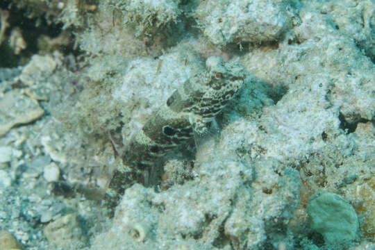 Image of Target shrimp goby