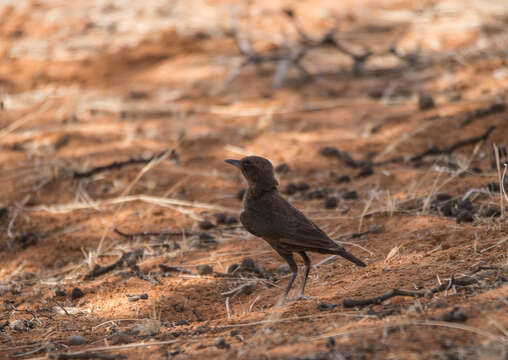 Image of Ant-eating Chat