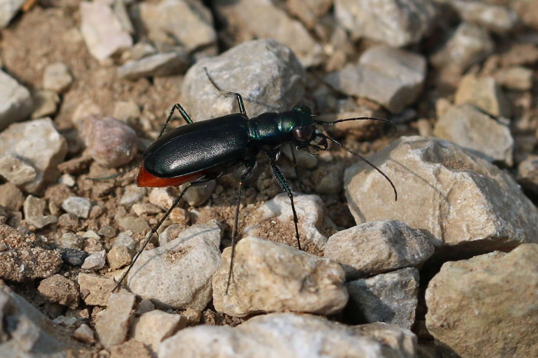 Image of Cicindela (Cicindelidia) politula Le Conte 1875