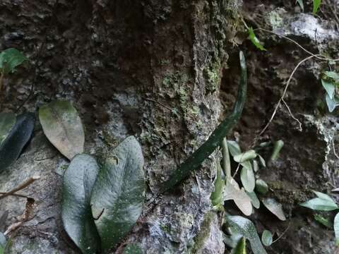 Sivun Leptochilus cantoniensis (Bak.) Ching kuva