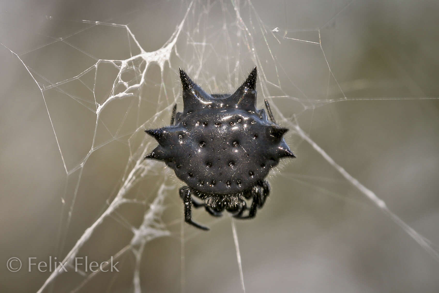 Слика од Austracantha minax lugubris (L. Koch 1871)