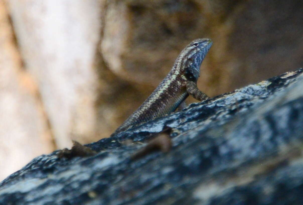 Plancia ëd Sceloporus licki Van Denburgh 1895