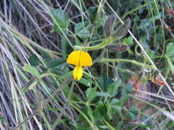 Image of Fagelia bituminosa (L.) DC.