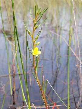 Imagem de Ludwigia linifolia Poir.