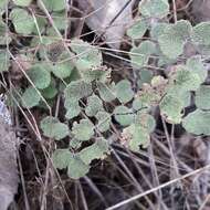 Adiantum chilense var. scabrum (Kaulf.) Hicken的圖片