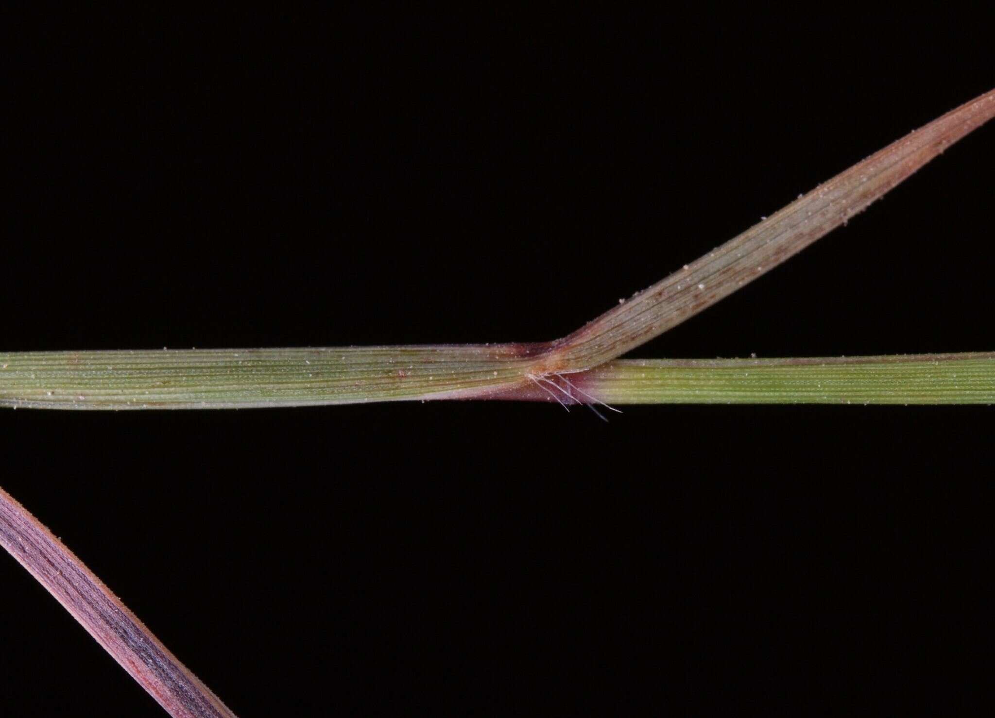 Sivun Schizachyrium fragile (R. Br.) A. Camus kuva