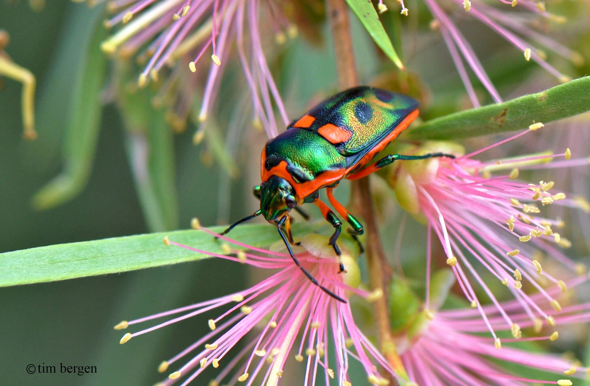 Image of <i>Scutiphora pedicellata</i>